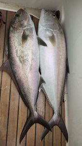 Greater Amberjack