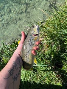 Brown Trout