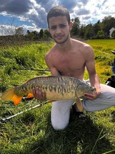 Mirror Carp