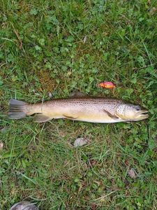 Brown Trout