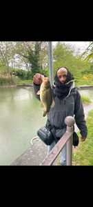 Largemouth Bass
