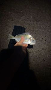 Gilthead Seabream