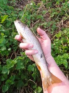 Brown Trout