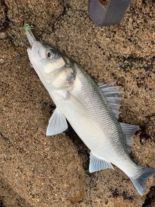 European Bass (Seabass)