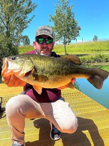 Largemouth Bass