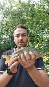 Common Carp