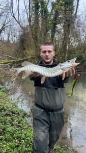 Northern Pike