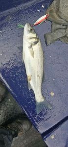 European Bass (Seabass)