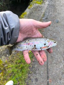 Rainbow Trout
