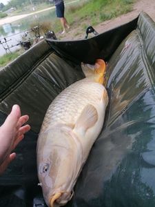 Common Carp