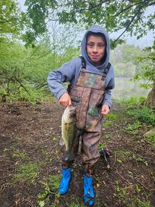 Largemouth Bass