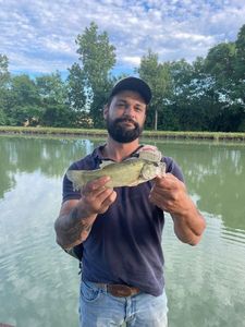 Largemouth Bass