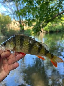 European Perch