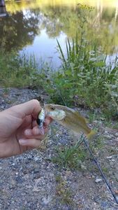Largemouth Bass