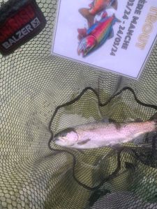 Rainbow Trout