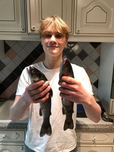 Rainbow Trout