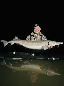 Sturgeon