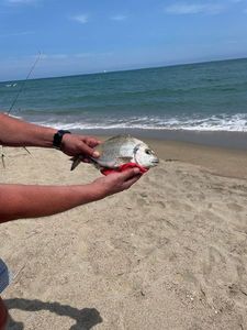 Golden Trevally