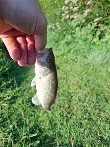 Largemouth Bass