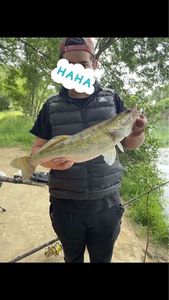 Zander