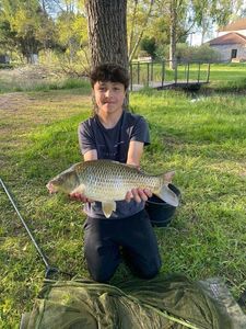 Common Carp