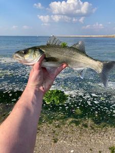 European Bass (Seabass)