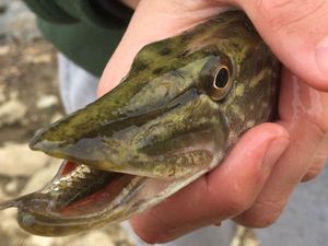 Northern Pike