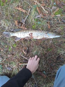 Northern Pike