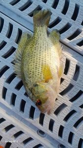 Smallmouth Bass