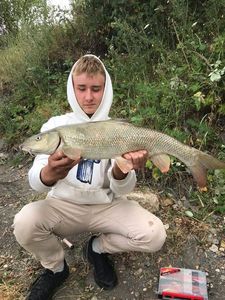 Barbel