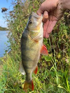 European Perch