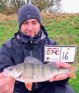 European Perch