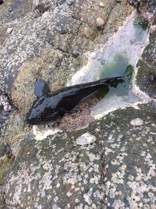 Black Goby