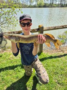Northern Pike