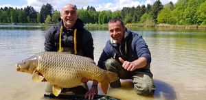 Common Carp