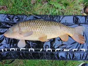 Common Carp