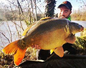 Mirror Carp