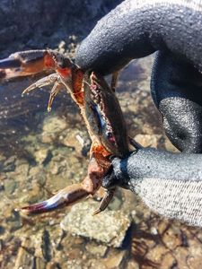 Velvet Swimming Crab