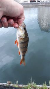 European Perch