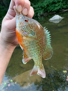 Pumpkinseed