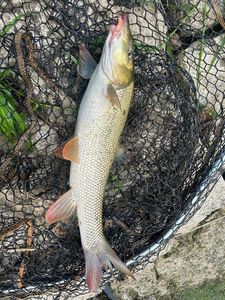 Barbel