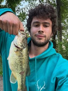 Largemouth Bass