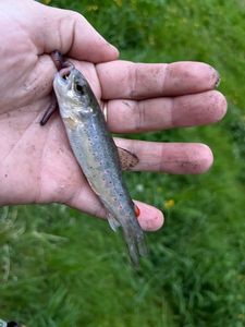 Brown Trout