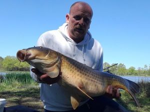 Common Carp