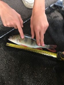European Perch