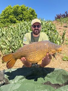Common Carp