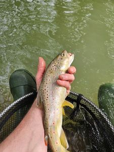 Brown Trout