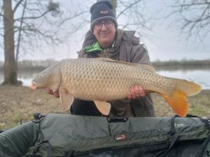 Common Carp