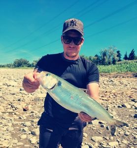 Twaite Shad