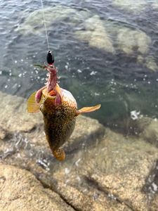 Ballan Wrasse